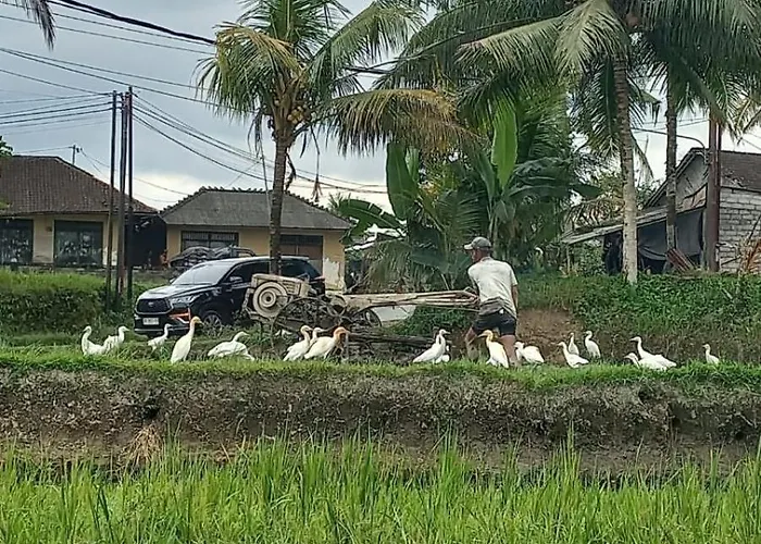 Rumah Kemuning Bali *